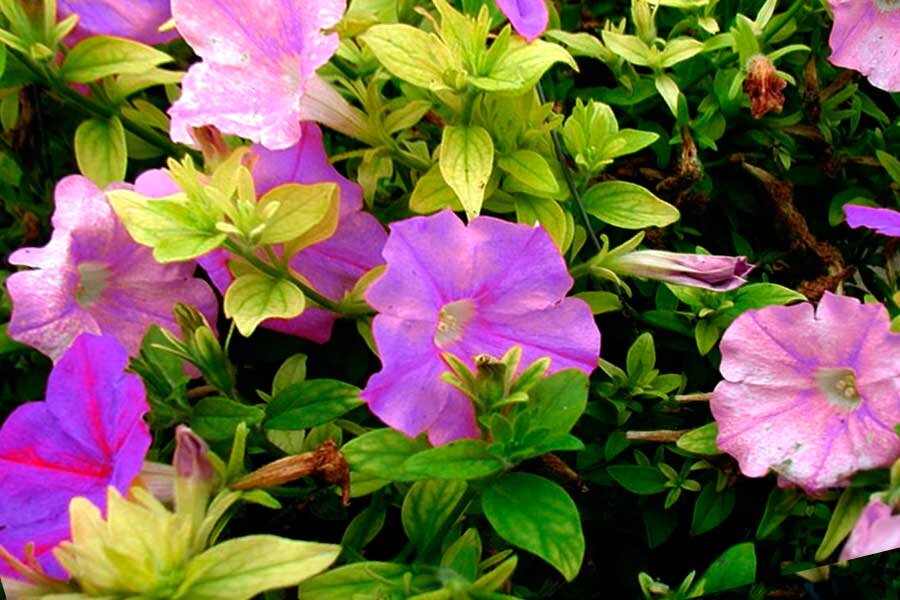 Как справиться с хлорозом у петуний: решение проблемы по шагам