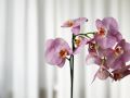 Здоровье орхидеи после цветения: как пересадка и уход снижают риск загнивания корней