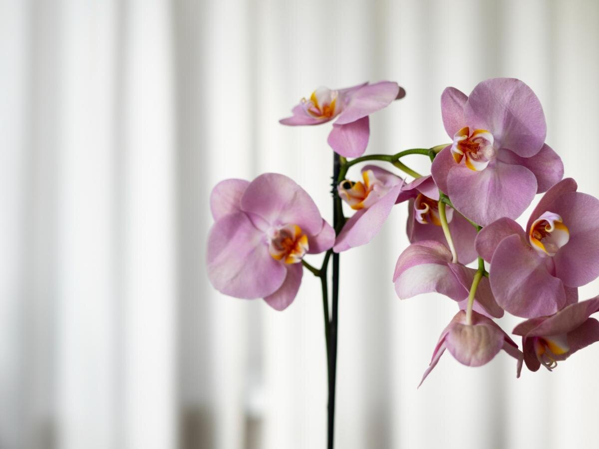 Здоровье орхидеи после цветения: как пересадка и уход снижают риск загнивания корней