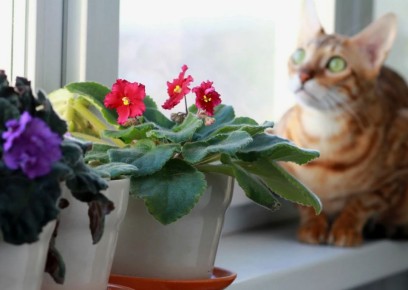 ������� ������ ��������� ��������� ��������: ��� �������� ������� �������� ��� ������