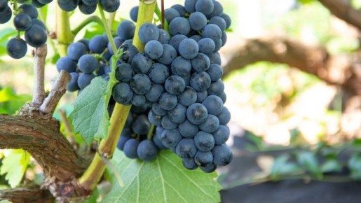 Каберне Нуар: морозостойкий сорт, который покоряет виноделов