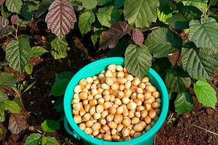 ������: ��� ��������� ���� ���� �� ����� �������