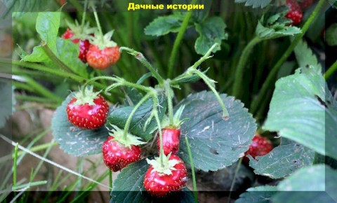 Дефицит питательных веществ на клубничной грядке: как избежать проблем с урожаем