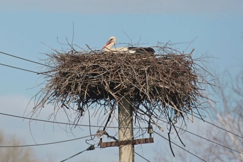 ����� ����������� �� �������� �������