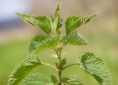 �������: ����������� ������� ��������