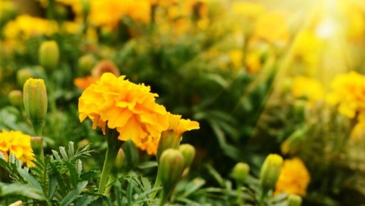 ��� ��������� �������� ��� �����: ������� �������� �������