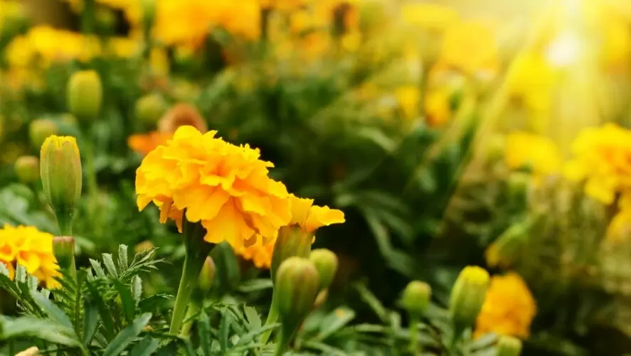 Как вырастить бархатцы без земли: секреты успешной рассады