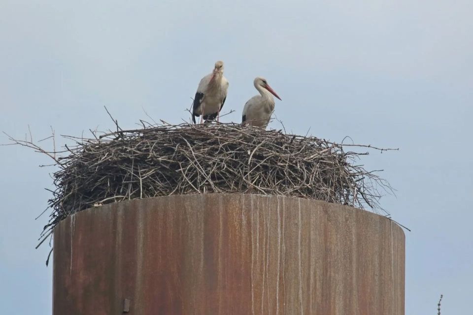 ����� ����������� �� �������� �������