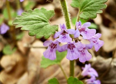 Будра плющевидная: экзотика для вашего сада
