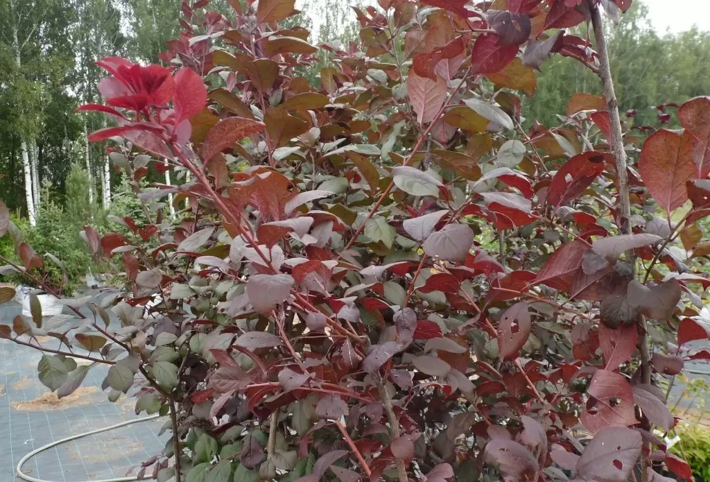 Как выращивать декоративные яблони: секреты ухода и формирования