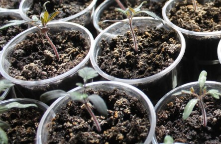 ������ ������ ������ ����: ���������� ������ � ������ � ������� � �������