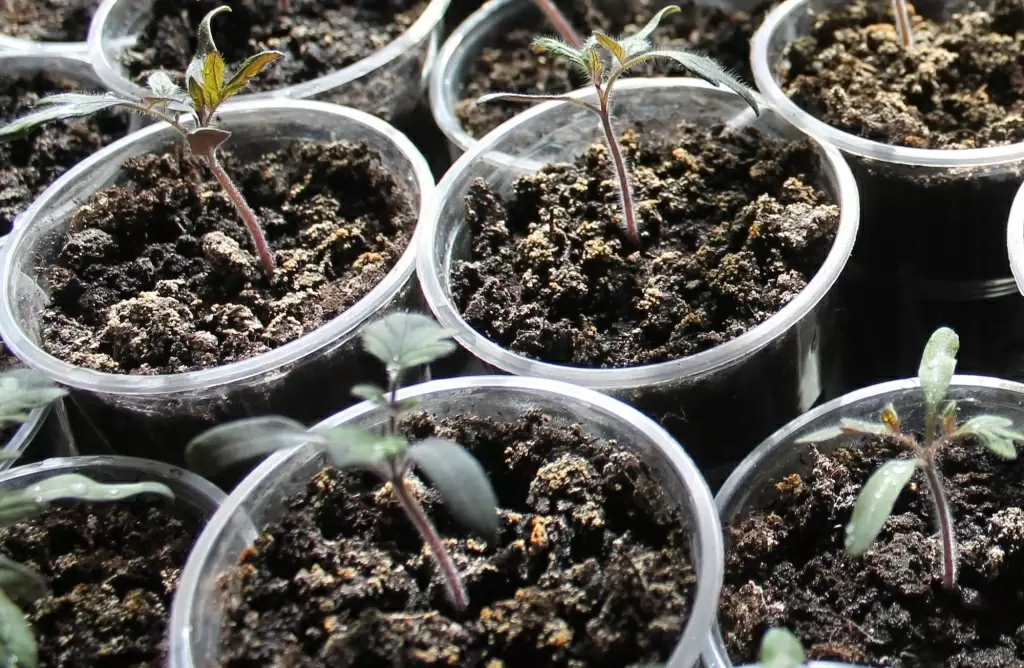 Почему томаты теряют цвет: фиолетовые листья и стебли – причины и решения