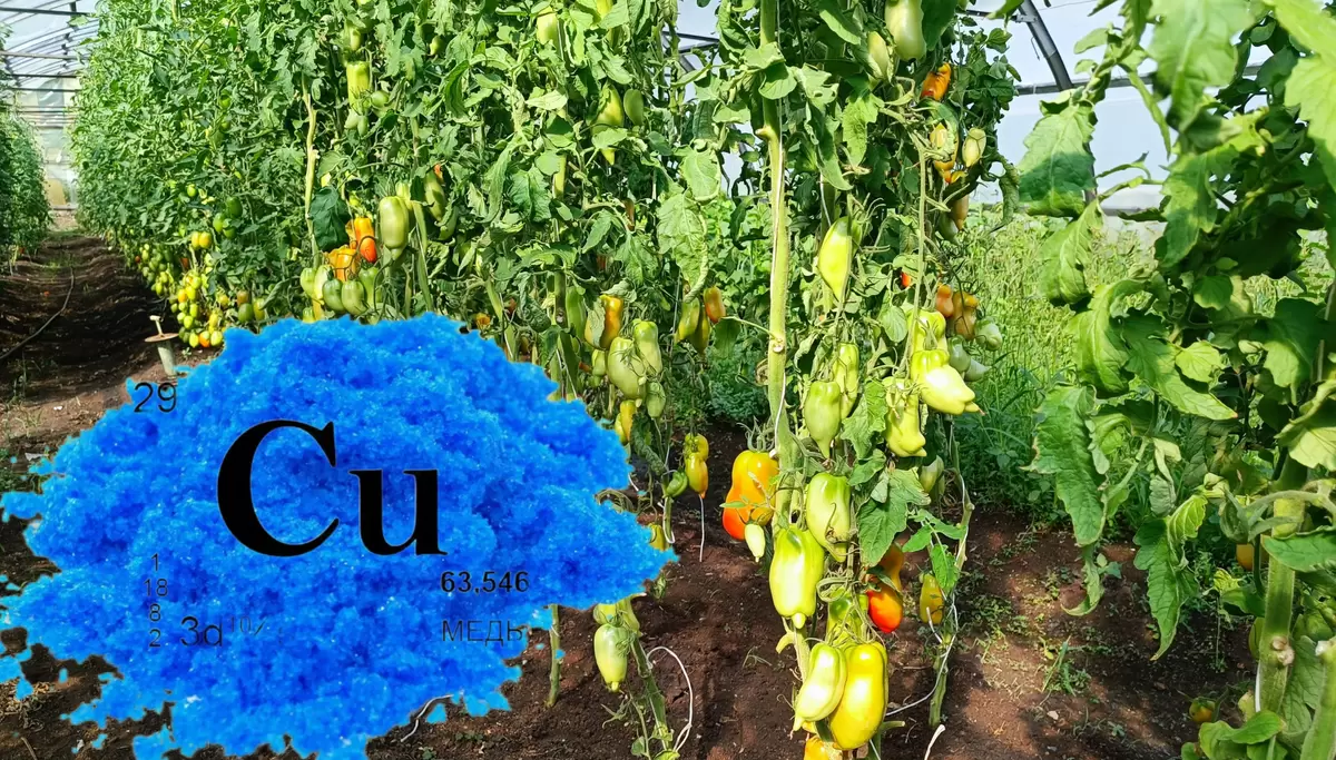 Зачем и как применять медьсодержащие препараты в саду: секреты успешного огородника