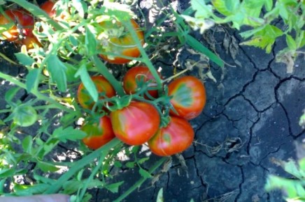 Топовые высокорослые сорта помидоров для теплиц в 2026 году