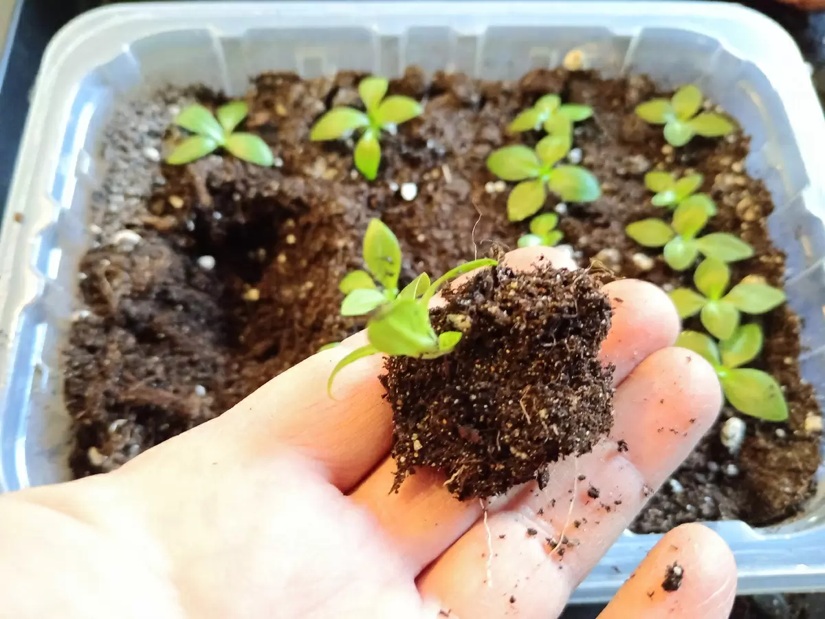 Как правильно пикировать эустому: советы для садоводов