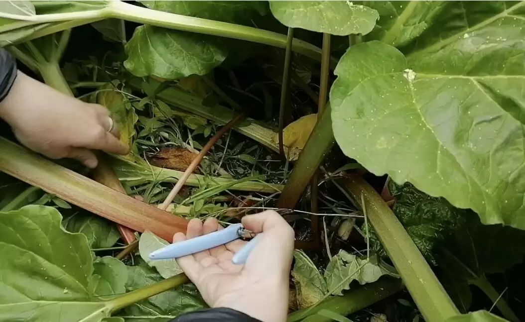 Подготовка ревеня к зиме: ключевые рекомендации