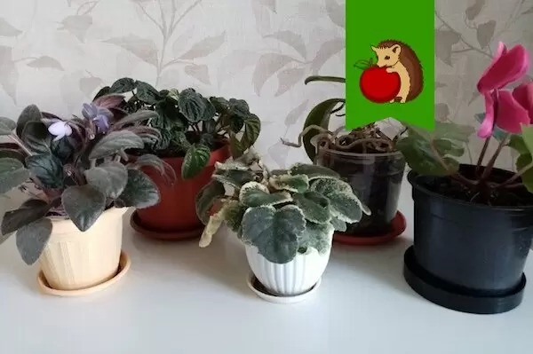 Цвет горшка имеет значение: как выбрать идеальный вариант для комнатных растений