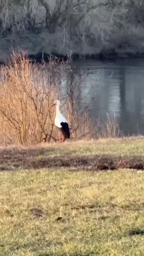 Аист гулял у реки в Елецком округе