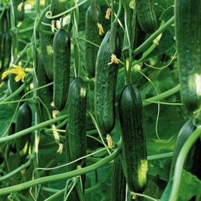 Огурец Йилдо: идеальный выбор для каждого огородника