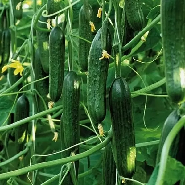 Огурец Йилдо: идеальный выбор для каждого огородника