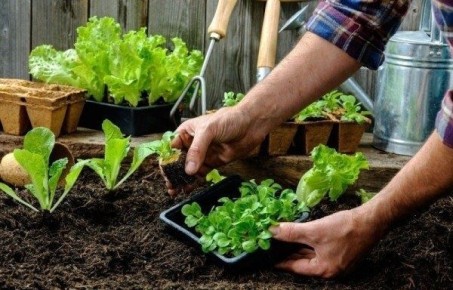 Ошибки, которых следует избегать при выращивании рассады: советы для опытных садоводов