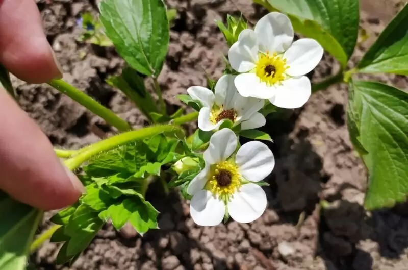Причины почернения сердцевины цветка клубники и как предотвратить потери урожая