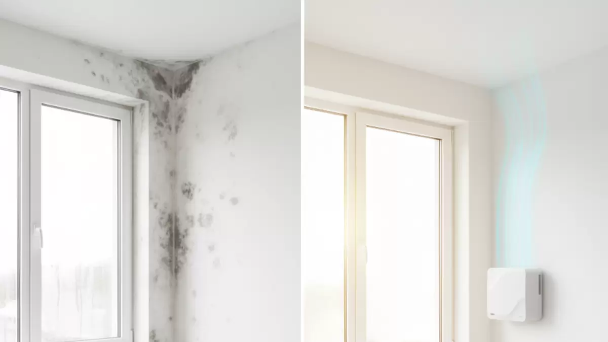 Плесень в доме: почему вентиляция — ваш лучший союзник в борьбе с грибком