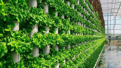 Вертикальные фермы: инновации, которые меняют городские пейзажи