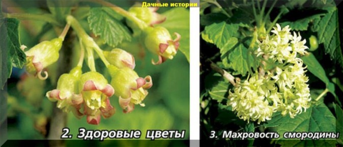 ��� ������ ��������� �� ����������: ������� ������ � ����������