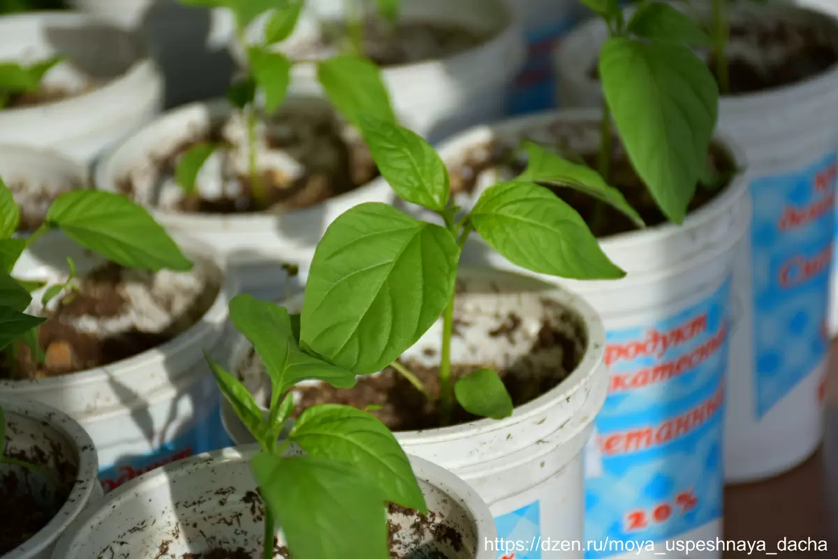 Подготовка к пикировке перца: ключевые моменты для успешного роста