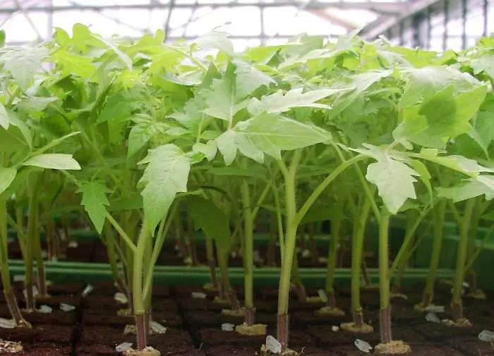 Секреты успешного посева: как рассада станет вашей гордостью