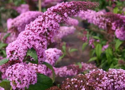 ��� ��������� ��������� �� ��������: ������� ��������� ��������