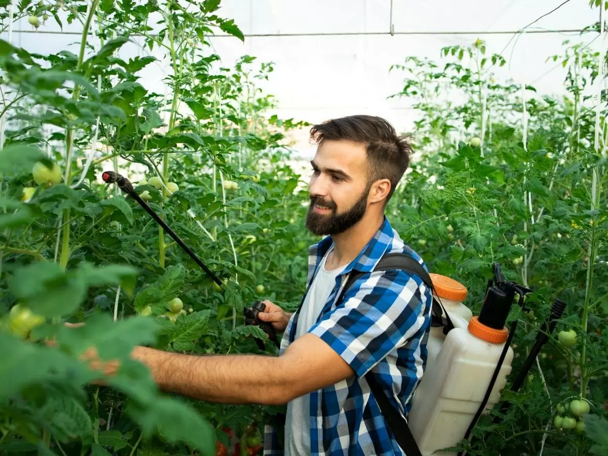 Как перекись водорода может спасти урожай: секреты борьбы с фитофторой