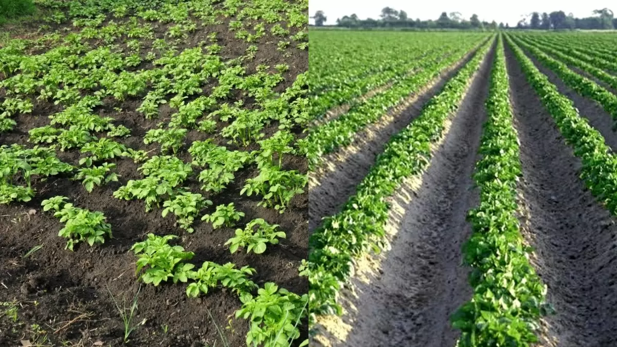 Революция в картофелеводстве: как новый метод увеличил урожай в шесть раз