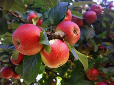 ���������� ��������� ������ � ���: �������, ������� �������� � �������� ������