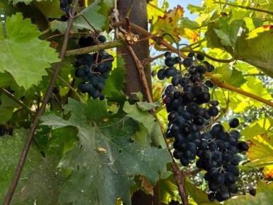 ����������� ��������� �������������: ��� �� �����