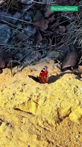 Весна вносит краски в липецкие пейзажи