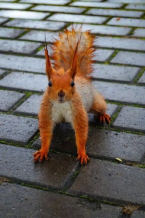 Мокрая белочка бегает по Нижнему парку