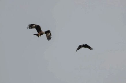 ������ ������ �������� ������ � �������