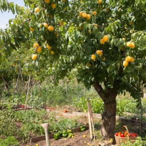 ������ ������� ����� �� �������� ���������: �� ������ �� ����� ������