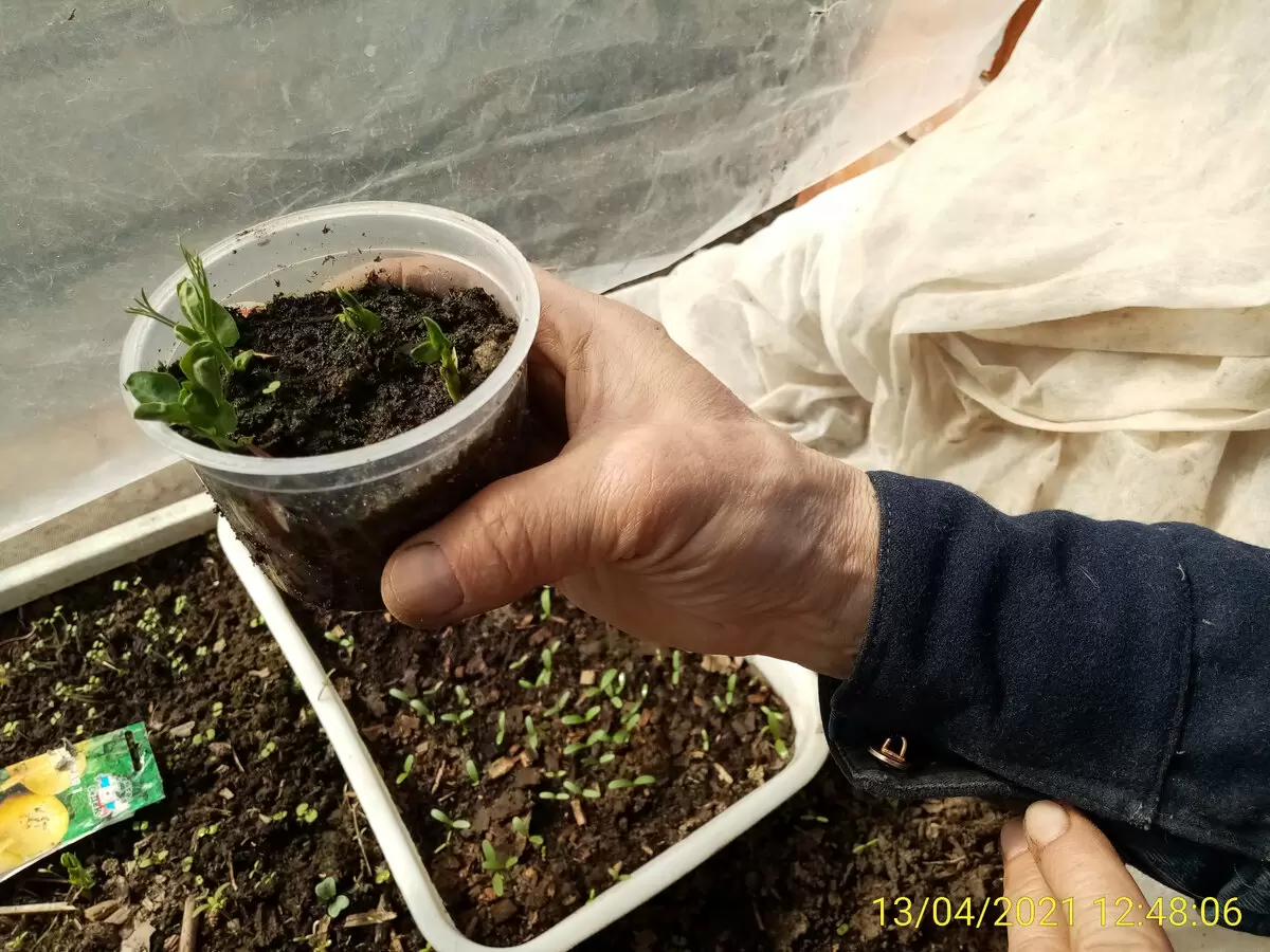 Секреты раннего урожая сладкого горошка в теплице