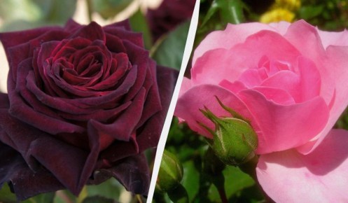 ���� ��� ������ ����: 5 ����� �������� � ������ � ����� ������