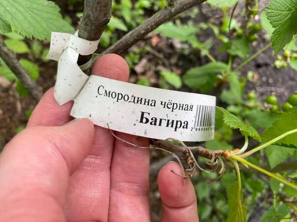 Сорт черной смородины «Багира»: идеальный выбор для российских садоводов