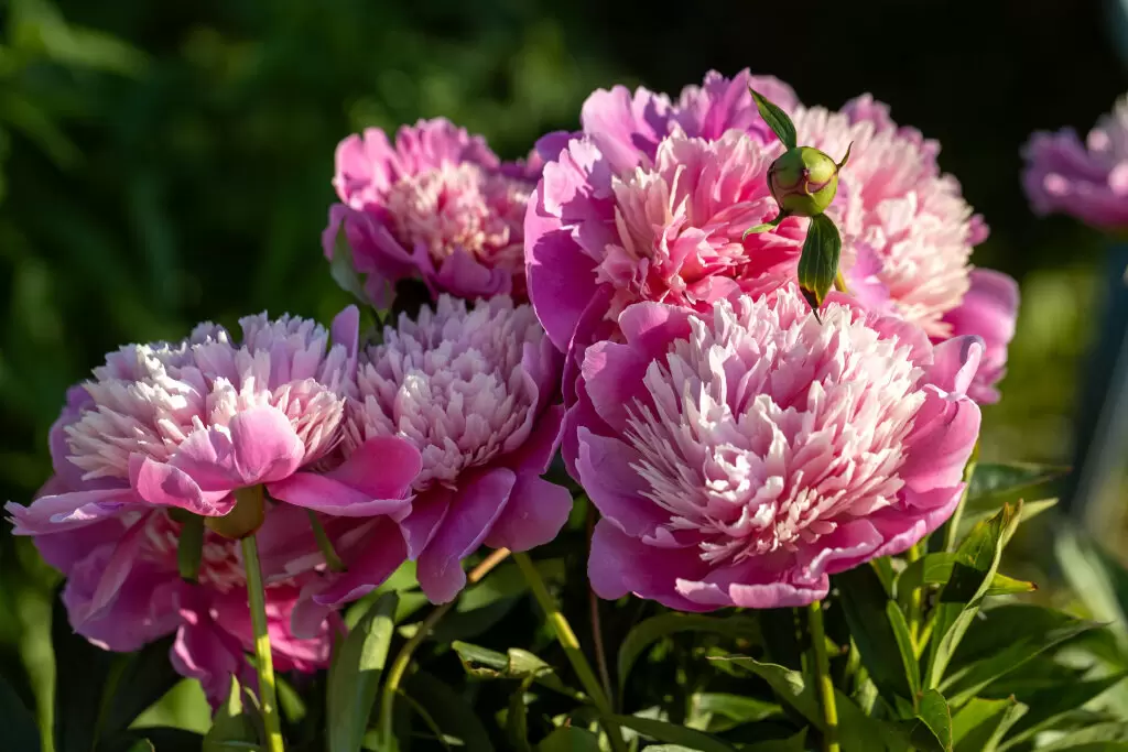 Как украсить сад: идеальные соседи для императорских пионов