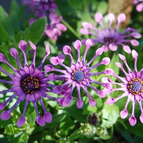 Африканская ромашка: экологичная красота для вашего сада