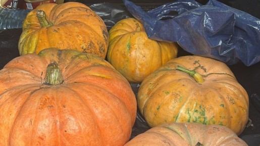 Как сохранить урожай тыквы до весны: советы агронома