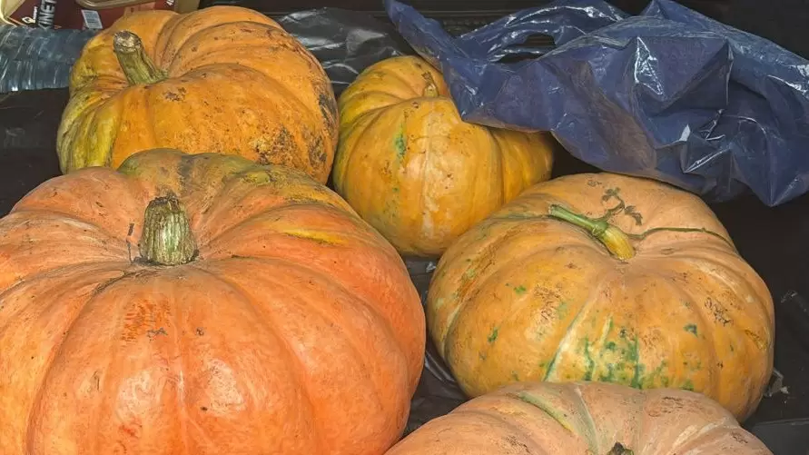 Как сохранить урожай тыквы до весны: советы агронома
