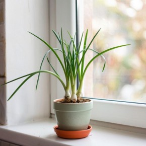 Лук на подоконнике: как создать зеленый оазис прямо в квартире