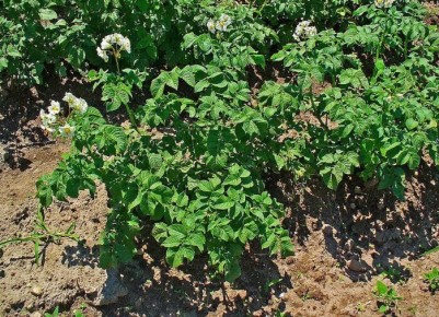 ������� ������� ���������: ����� ������ �������� � 2025 ����