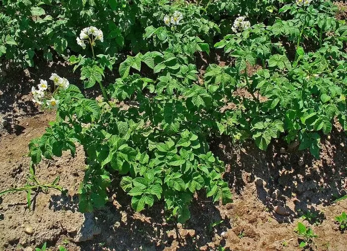 Загадки лунного календаря: когда сажать картошку в 2025 году